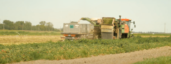 La raccolta dei pomodori