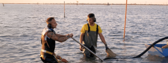 Come si seminano le vongole