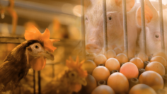 IL NOSTRO CIBO STA PER FINIRE