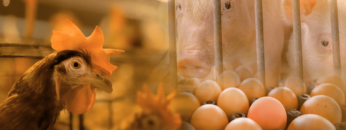 IL NOSTRO CIBO STA PER FINIRE
