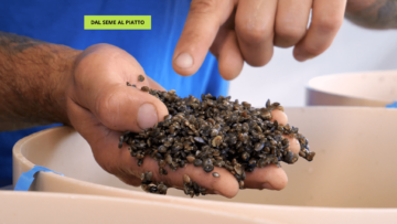 Ingrassamento delle vongole – Cooperativa Gorino